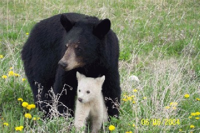 moma%20and%20baby%20bear.jpg