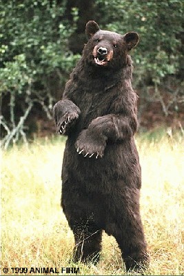 bear.jpg