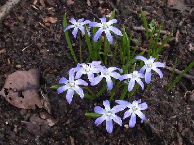 1168368849Chionodoxa_luciliae.jpg