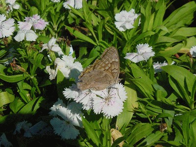 Dianthus-PaintedLady.jpg