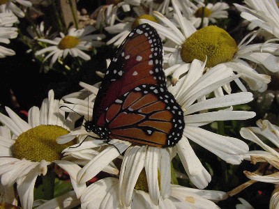 Daisy-Viceroy2.jpg