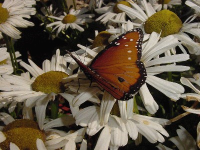 Daisy-Viceroy1.jpg