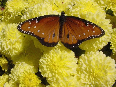 Chrysanthemums-Viceroy.jpg