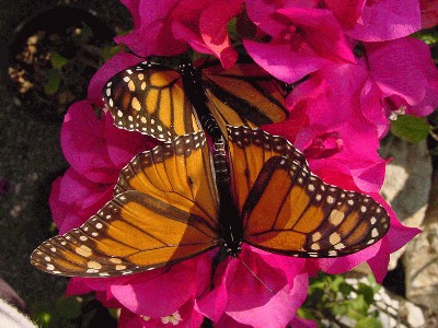 Bougainvillea-mating2.jpg