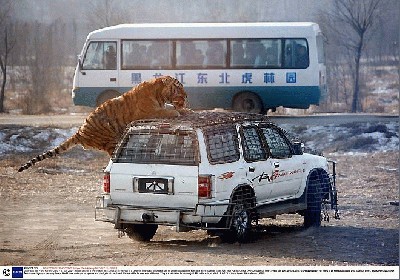 tigrai_kinija_charbinas_02.jpg