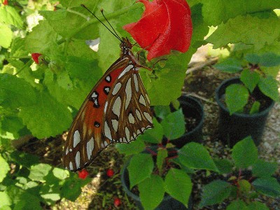 TurksCap-GulfFrit3.jpg