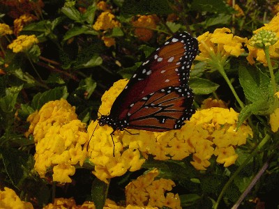 Lantana-Monarch2.jpg