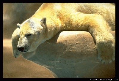 polar-bear-slumped-60.jpg