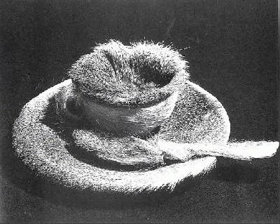 fur covered teacup.jpg