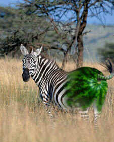 Zebra.jpg