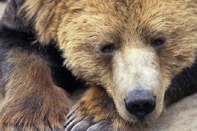 bear_sleeping_sc_0016.jpg