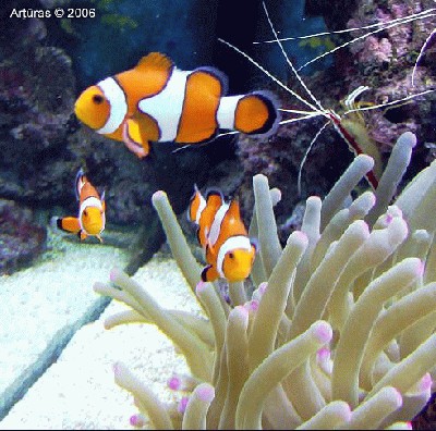 saruno_akvariumas_12.jpg