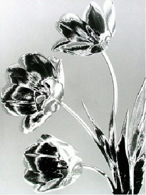 Tulipes IV.jpg
