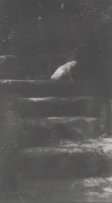 white cat.jpg