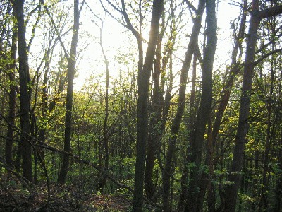 IMG_0036.JPG