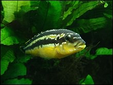 melanochromis_auratus_3.jpg