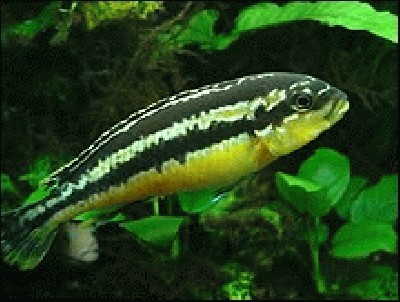 melanochromis_auratus_2.jpg