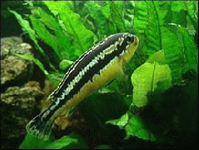 melanochromis_auratus.jpg