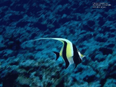 sea_life_800_600.jpg