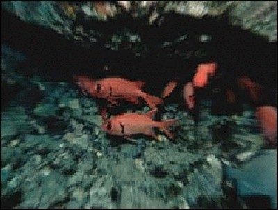 sea_life_5.jpg