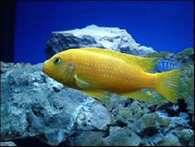 pseudotropheus_lombardo.jpg