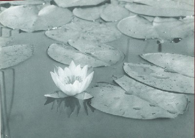 J.Krupka-''Water lilly''(1920).jpg