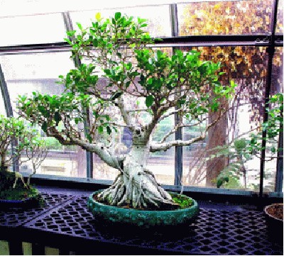 Bonsai_Tree.jpg