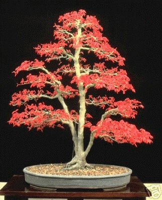 fengshui-bonsai.jpg