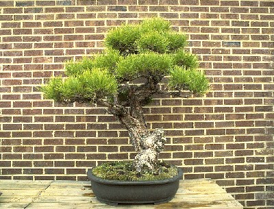 bonsai05.jpg