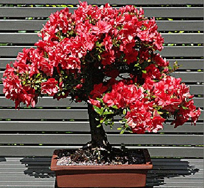 bonsai_azalea.jpg