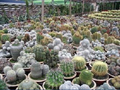 kaktus2.jpg