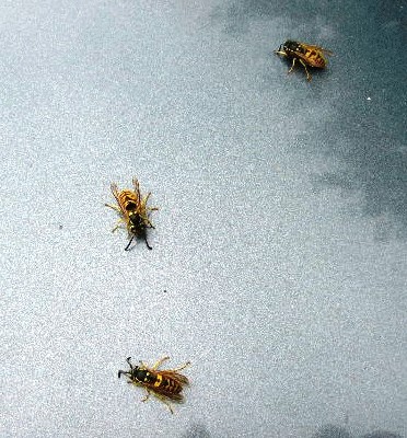 ant dangcio.JPG