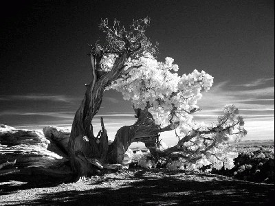 Twisted tree.jpg
