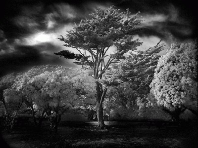 Wind Swept Tree.jpg