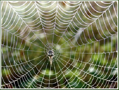 spiders-webs.jpg