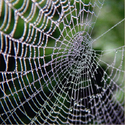 spiders-web.jpg