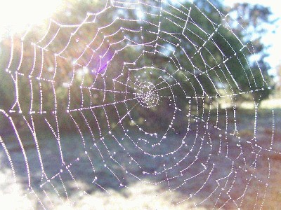 orb-spider-web.JPG