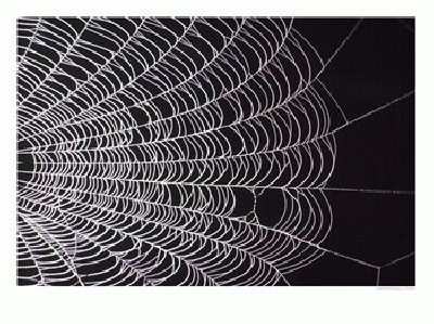 417694a~Spider-Web-Posters.jpg