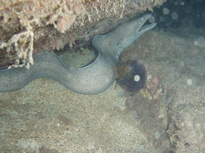 murena_05.jpg