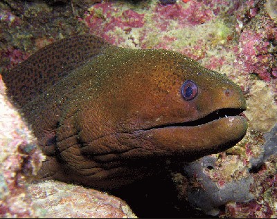 Gymnothorax_javanicus.jpg