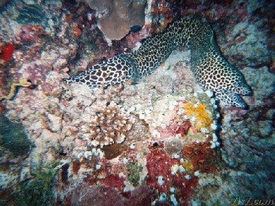 maldives_moray.jpg