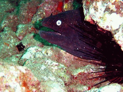 Moray_Eel.jpg