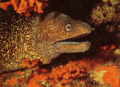 Moray_Eel_Morena.jpg