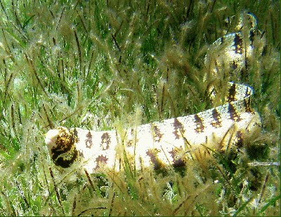 Snowflake_Moray_In_Eel_Grass.jpg