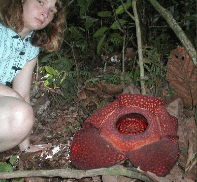 raflezija_rafflesia_arnoldii_04.jpg