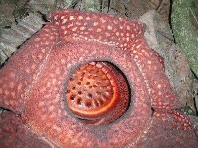 raflezija_rafflesia_arnoldii_05.jpg