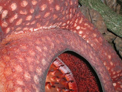 raflezija_rafflesia_arnoldii_06.jpg