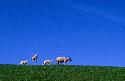 01_00_24_kingma-gerard-jumping-lamb.jpg