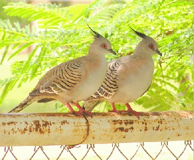 crested_pigeons_1.jpg