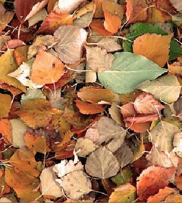 fall_leaves_cooper.jpg